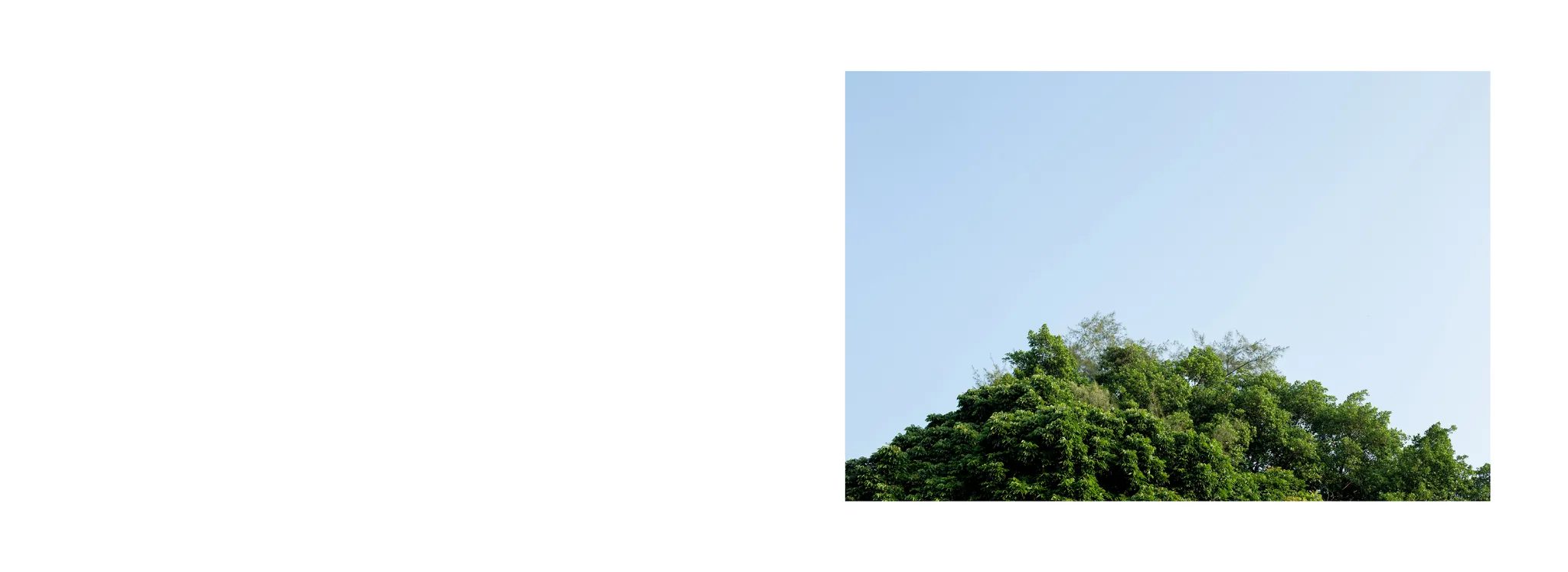 空白跨頁右側的照片，呈現晴空下濃密的綠色樹冠。