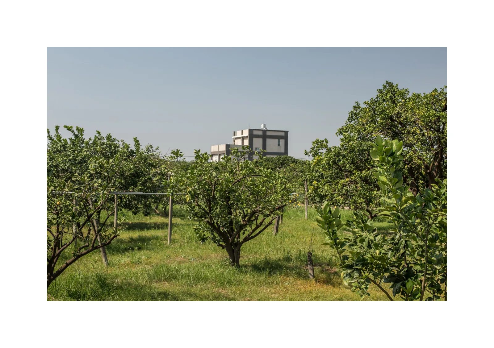 小冊子《B》第 18 頁：草地上的果樹整齊排列，遠處露出一棟方形住宅。